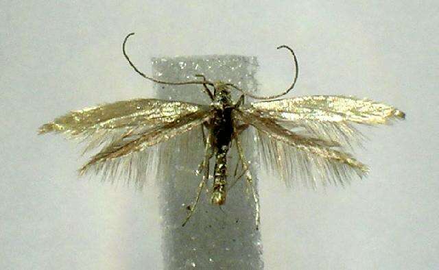 Image of Coleophora latronella McDunnough 1940