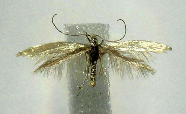 Imagem de Coleophora latronella McDunnough 1940