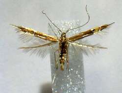 Image of Cosmopterix fernaldella Walsingham 1882