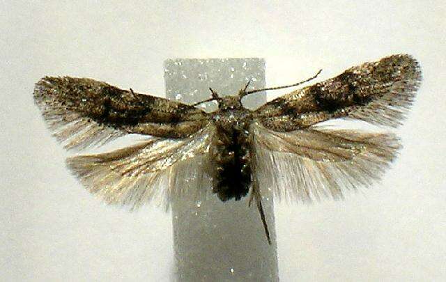 Image of Neotelphusa