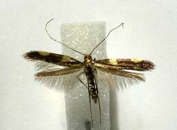 Image of Caloptilia