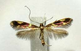 Image of Caloptilia