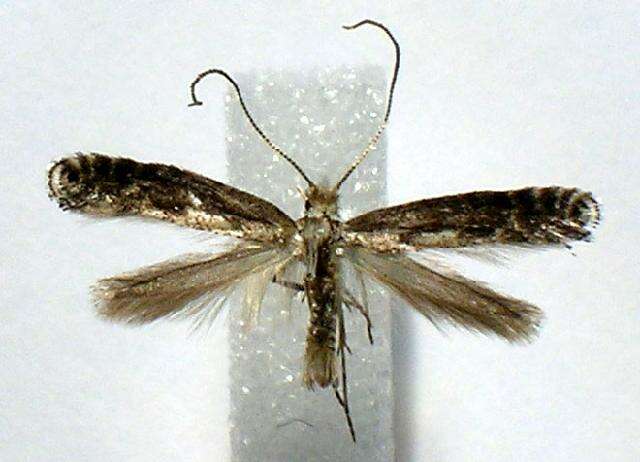 Image of Parornix dubitella (Dietz 1907)