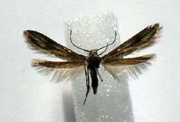 Image of bristle-legged moths