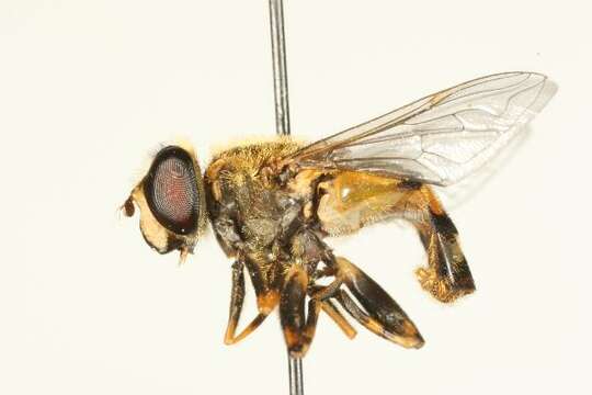 Image of Eristalis brousii Williston 1882