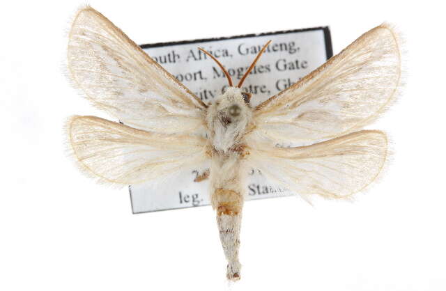 Image of Eudalaca leucocyma Hampson 1910