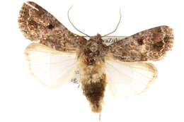 Spodoptera triturata Walker 1856 resmi