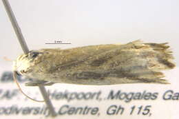 Image of <i>Argyrophora variabilis</i>