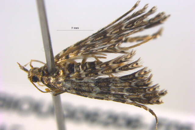 Image of Many-plume Moths