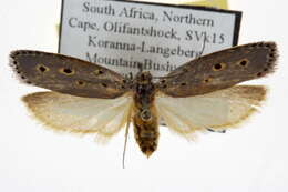 Image of Ethmia circumdatella Walker 1863