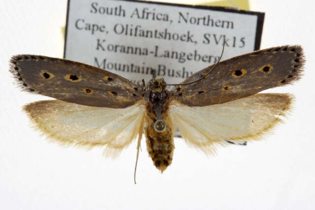 Image of Ethmia circumdatella Walker 1863