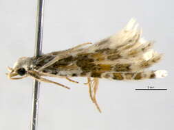 Image of Many-plume Moths