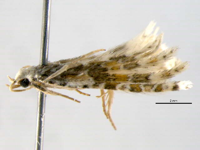 Image of Many-plume Moths