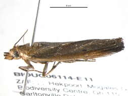 Image of Morosaphycita