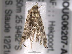 Image of Many-plume Moths