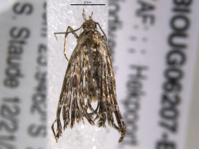 Image of Many-plume Moths