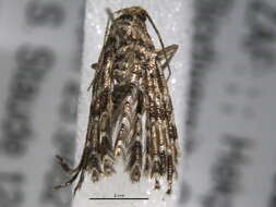 Image of Many-plume Moths