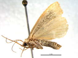 Image of <i>Phytometra sacraria</i>