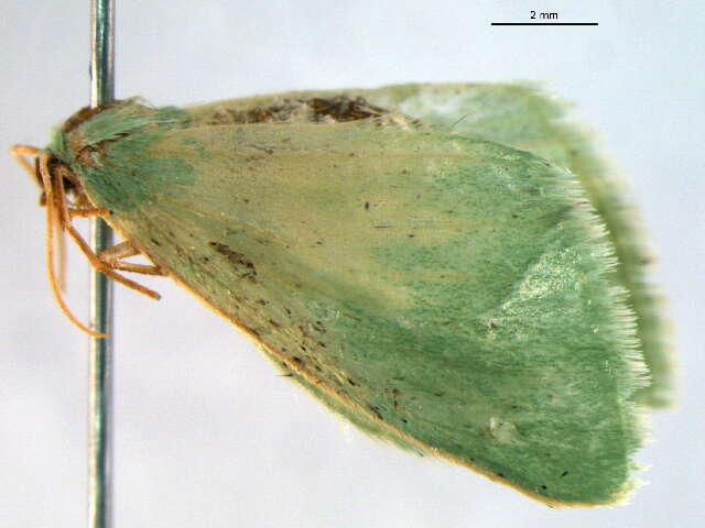 Image of Neromia cohaerens Prout 1916