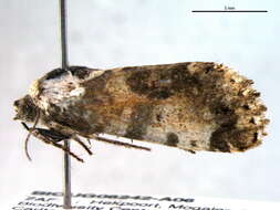 Image of Acontia dispar