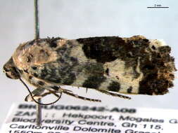 Image of Acontia dispar