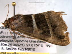 Plancia ëd Grammodes congenita Walker 1857