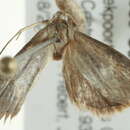 Image of Mimasura quadripuncta Hampson 1910