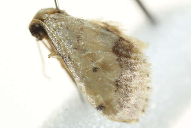 Image of Idaea associata Warren 1897