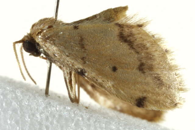 Image of Idaea associata Warren 1897