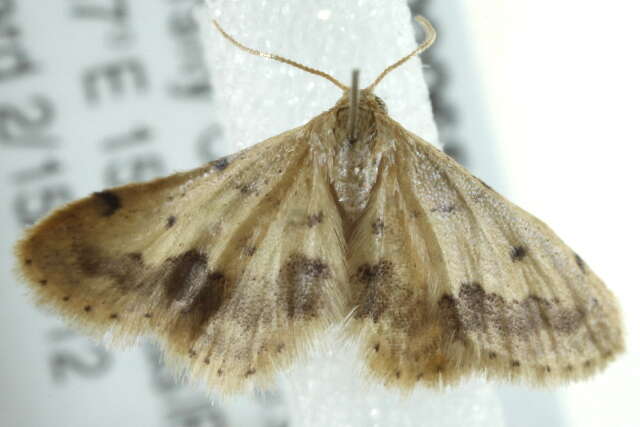 Image of Idaea associata Warren 1897