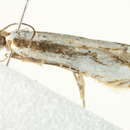 Image of Crambus attis