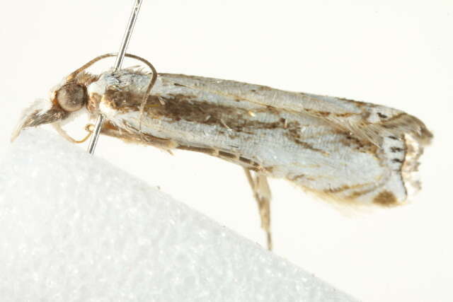 Image of Crambus attis