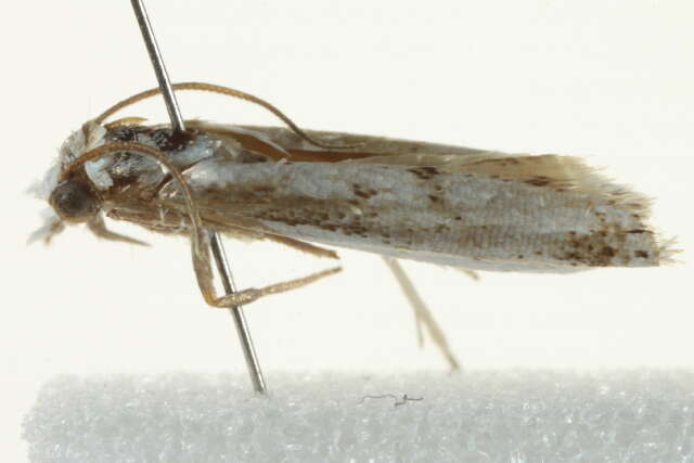 Image of Crambus attis