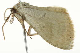 Image of Scopula atricapilla Prout 1934