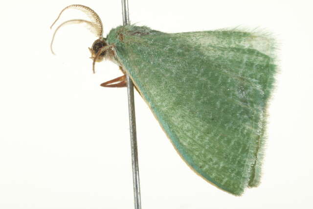 Image of Prasinocyma immaculata Thunberg 1784