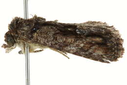 Image of Stenopterygia subcurva Walker 1857