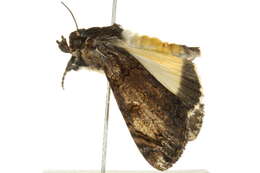 Image of Ulotrichopus primulina Hampson 1902