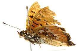Image of Charaxes jahlusa Trimen 1862