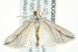 صورة Microligia paradolosa