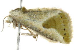 Image of <i>Eublemma olivacea</i>