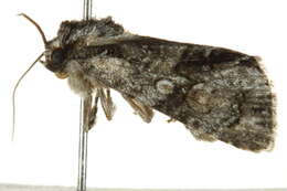 Image of Acronicta transvalica Hampson 1911