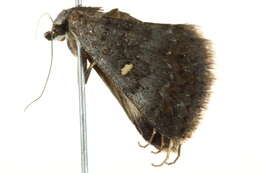 Image of PlecopteraNoc cf. rufirena