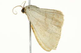 Image of Scopula atricapilla Prout 1934