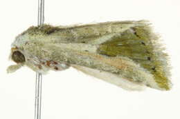 Image of <i>Eublemma olivacea</i>