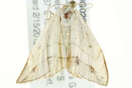 Image of Scopula sanguinisecta Warren 1897