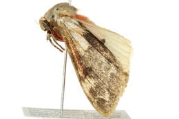 Image of Teracotona submacula Walker 1855