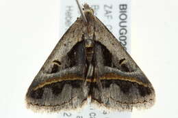 Image of Acantholipes circumdata Walker 1858