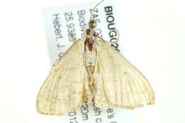 Image of Scopula atricapilla Prout 1934