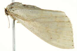 Image of Scopula atricapilla Prout 1934