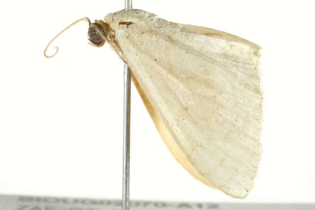 Image of Scopula atricapilla Prout 1934